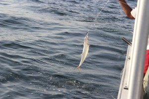 king mackerel